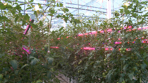 Tomato Plants in High Tech Greenhouse