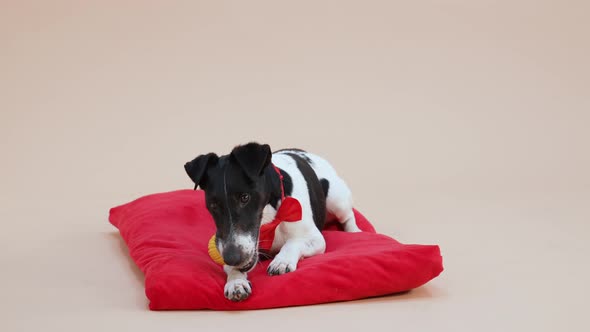 A Charming Smooth Fox Terrier in a Red Bow Tie Lies on a Red Pillow in the Studio on a Light Brown