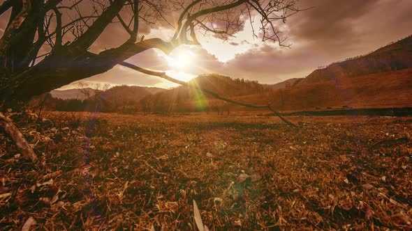 Time Lapse of Death Tree and Dry Yellow Grass at Mountian Landscape with Clouds and Sun Rays