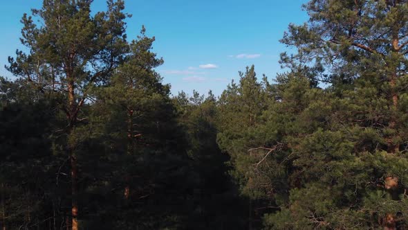 The Camera Takes Off From the Thick Pine Forest and Flies Up Past the Tops of the Trees. The Camera