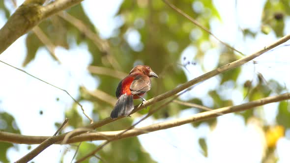 A red and black bird in Gamboa Rainforest Reserve, Panama, static medium shot