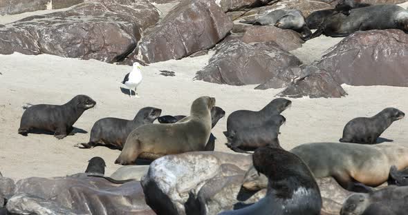 colony of brown seal in Cape Cross, Namibia