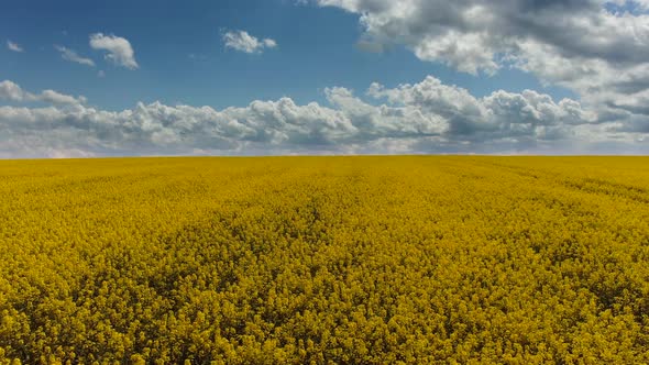 Canola Rapeseed Field. Aerial Drone Shot. The Camera Moves To the Side