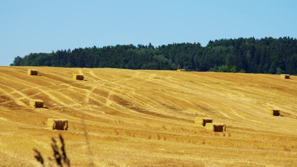 Farmers Harvest Grain From the Field (Farmer Travel with Tractor Over Field) - Sunny Day