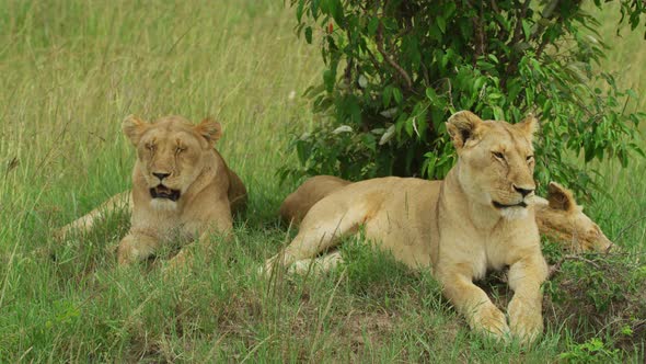 Three lionesses resting