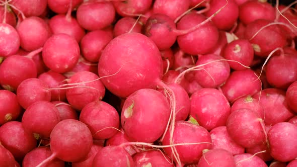 Harvesting Vegetables and Fresh Radishes