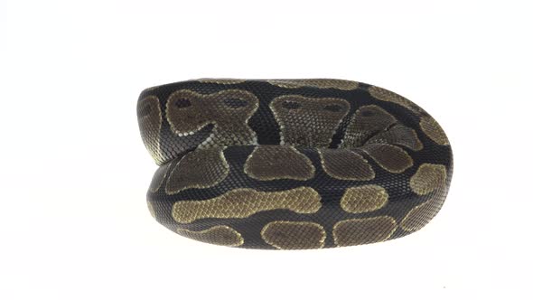 Royal Python or Python Regius Isolated in Studio Against a White Background