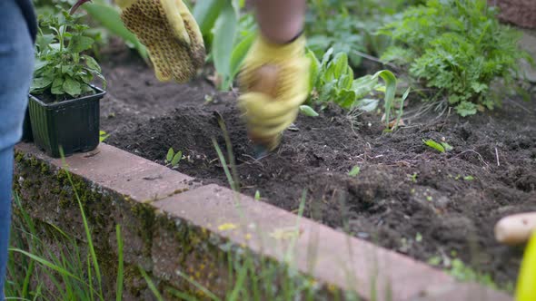 Female Gardener in Gloves Digs a Hole for Planting Flowers with Shovel.