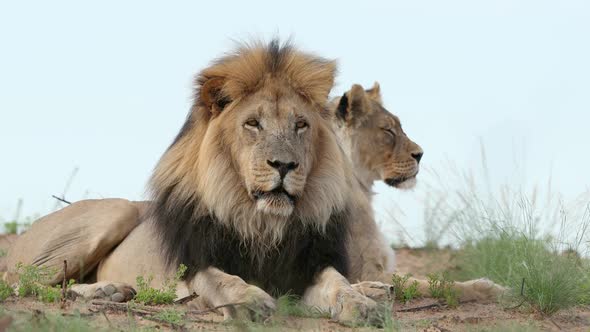 Big Male African Lion - Kalahari Desert 