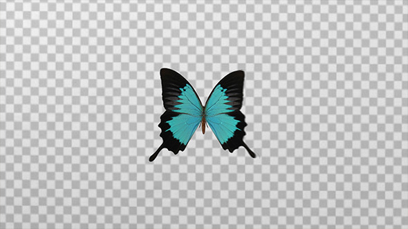 Butterfly