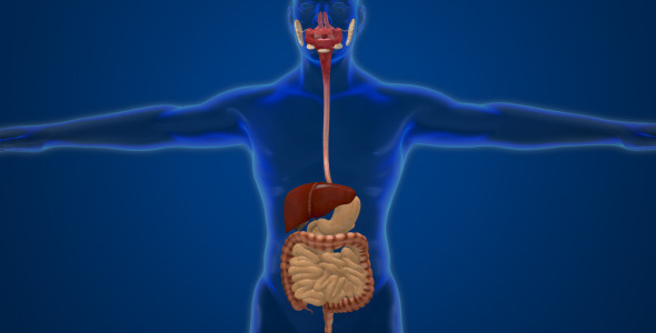 Male Digestive System 1