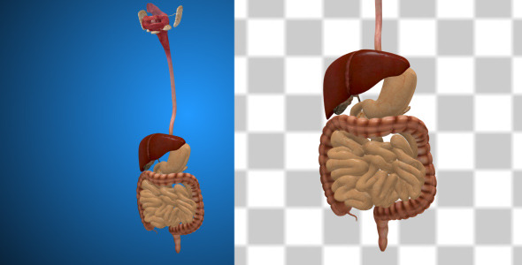 Male Digestive System alt