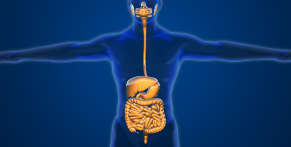 Male Digestive System 2 alt