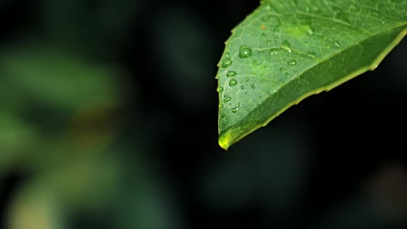 Slow Motion Video of Water Drops on Green Leaf on Bokeh Background