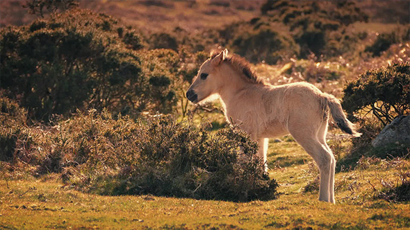 Horse Foal In The Wilderness At Sunset