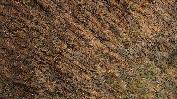 Top Aerial View of Barren Forest