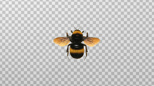 Bee