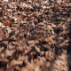 Walking over Leaves in the Forest - VideoHive Item for Sale