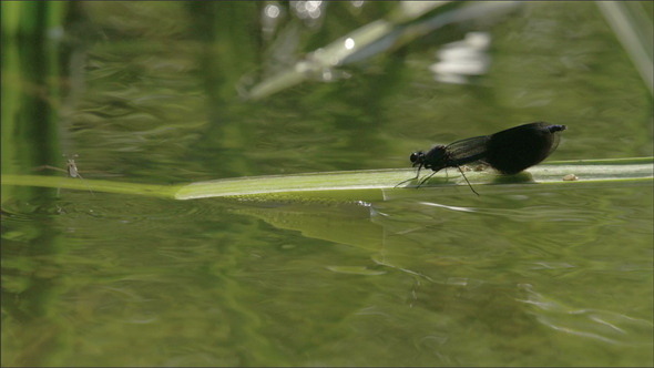 A Black Damselfly Standing on the Green Leaf