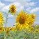 Sunflowers in the Wind - VideoHive Item for Sale