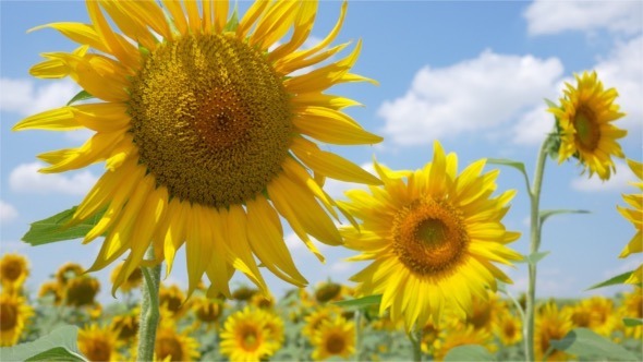 Sunflowers in the Wind