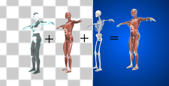 Female Muscular System alt