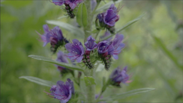 Blueweed Flower 