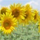 Sunflowers in the Wind - VideoHive Item for Sale