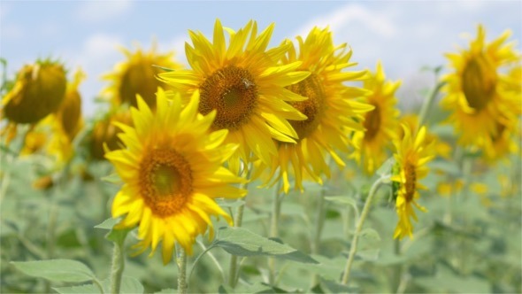 Sunflowers in the Wind