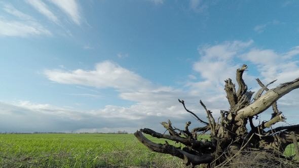 Dried Root of a Tree and Clouds 