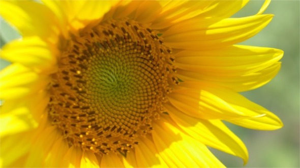 Sunflower in the Wind