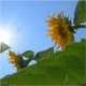 Sunflowers in the Wind - VideoHive Item for Sale