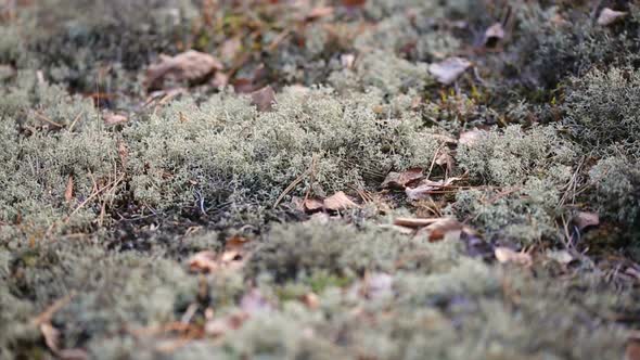 Clumps of Moss Spread on the Ground in the Forest