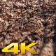 Walking over Leaves in the Forest - VideoHive Item for Sale