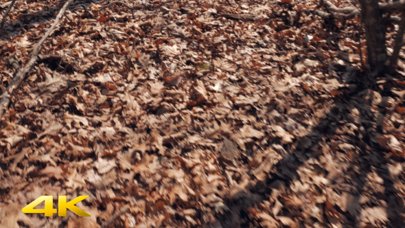 Walking over Leaves in the Forest