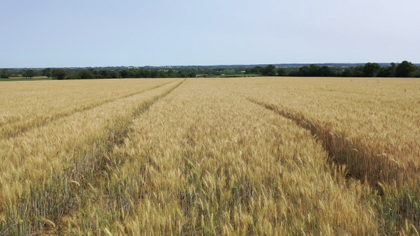 Wheat field with drone