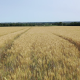 Wheat field with drone - VideoHive Item for Sale