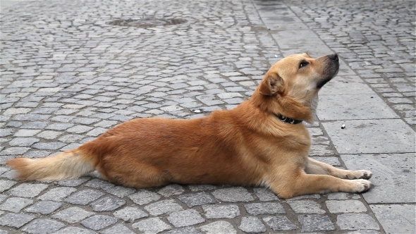 Dog in Street Leaving