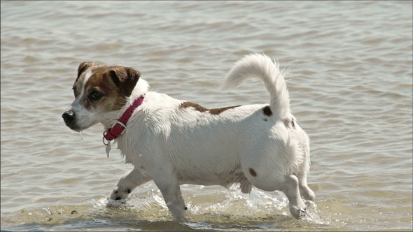 A Cute Dog Off to a Beach