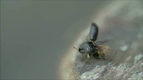 A Black Beetle Flying 