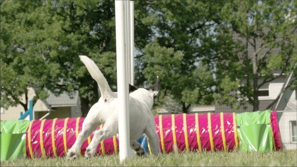 A White Dog Showing His Agility on a Dog Show