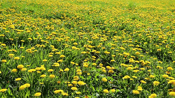 Yellow Dandelion Field
