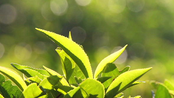 Tea Plants