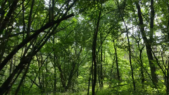 Trees in the Forest During the Day