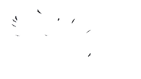 Flock Of Birds Flying