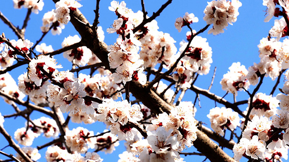 Tree Branch With White Flowers