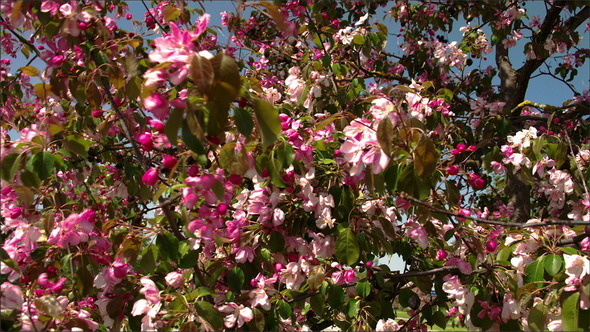 The Cherry Bloom Flowers 
