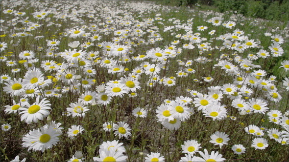 The Meadows with Lots of White Daisies