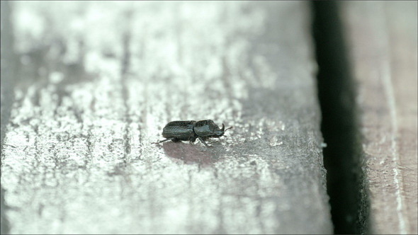 A Black Beetle Crawling on the Wall