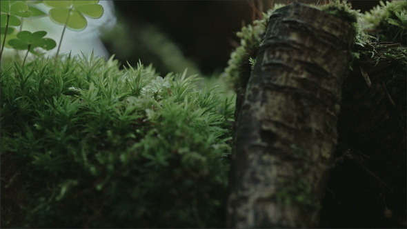 An Arachnid Crawling on the Leaves